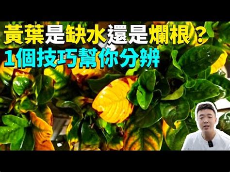 福木生病|葉子變黃快澆水？澆水過多的徵兆與解決辦法 